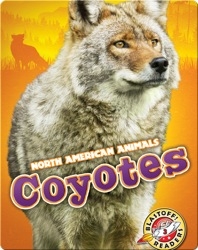 North American Animals: Coyotes