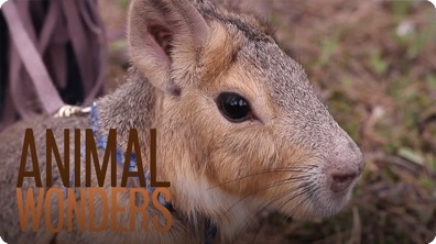Chili Pepper the Patagonian Cavy