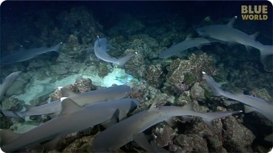 Whitetip Reef Sharks hunting at night at Cocos Island