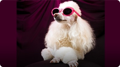 Could Your Pet Be a Film Star?