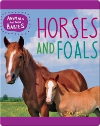 Horses and Foals