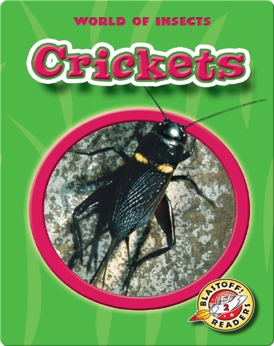 World of Insects: Crickets