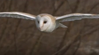 Slow-Mo Barn Owl in Flight - Unexpected Wilderness