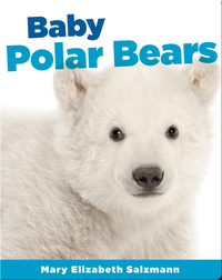 Baby Polar Bears