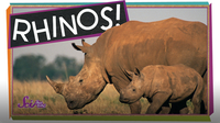 SciShow Kids: Save the Rhinos