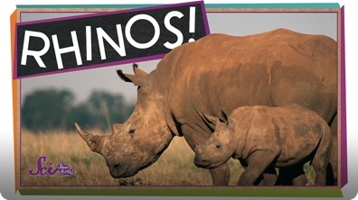 SciShow Kids: Save the Rhinos