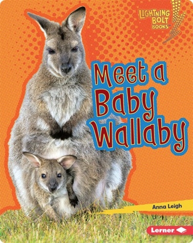 Meet a Baby Wallaby