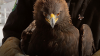 AJHQ Releases an Eagle