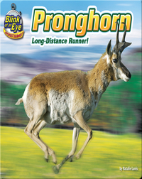 Pronghorn: Long-distance Runner!