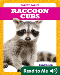 Raccoon Cubs