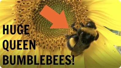 Huge Queen Bumblebees!