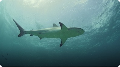 Sharks are Sensitive to Magnetic Energy