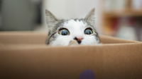 Why Cats Love Boxes So Much