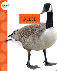 Backyard Animals: Geese