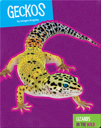 Lizards In The Wild: Geckos