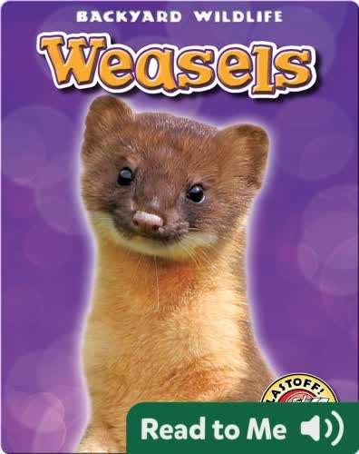 Weasels: Backyard Wildlife