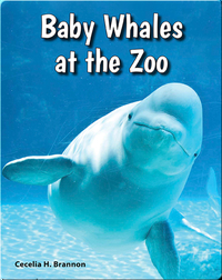 Baby Whales at the Zoo