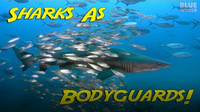 Jonathan Bird's Blue World: Bodyguard Sharks!