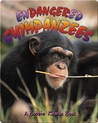 Endangered Chimpanzees