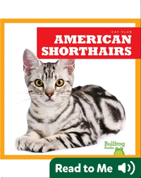 Cat Club: American Shorthairs