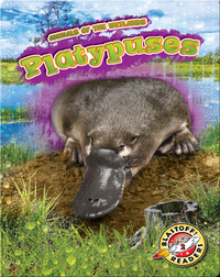 Animals of the Wetlands: Platypuses