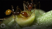 The Double-Crossing Ants to Whom Friendship Means Nothing