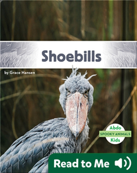 Spooky Animals: Shoebills