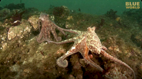 Jonathan Bird's Blue World: Giant Pacific Octopus Adventure