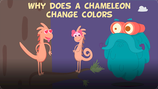 The Dr. Binocs Show: Why Does a Chameleon Change Colours?