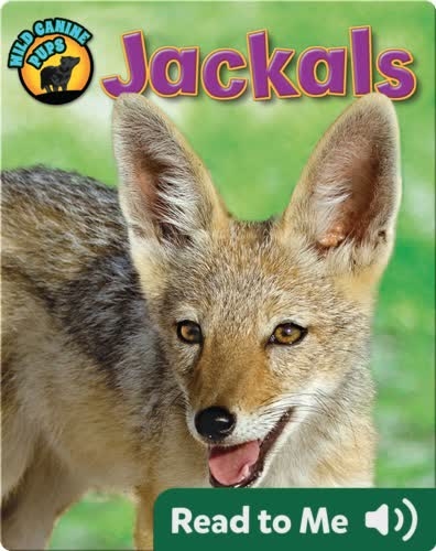 Jackals (Wild Canine Pups)