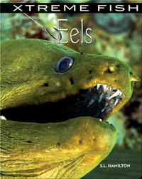 Xtreme Fish: Eels