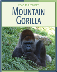 Road To Recovery: Mountain Gorilla