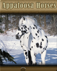 Appaloosa Horses