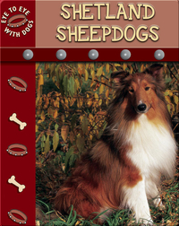 Eye To Eye With Dogs: Shetland Sheepdogs