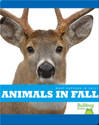What Happens In Fall? Animals In Fall
