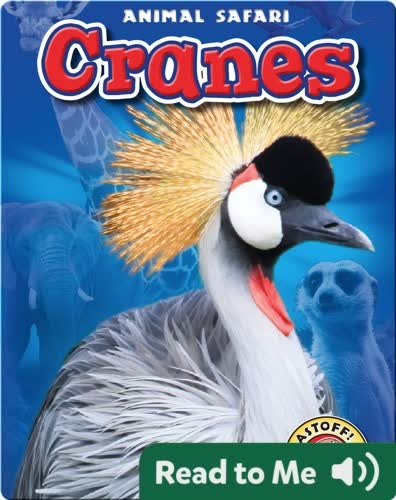 Cranes: Animal Safari