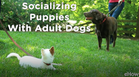 Socializing a Puppy 2: Meeting Adult Dogs | Teacher's Pet With Victoria Stilwell
