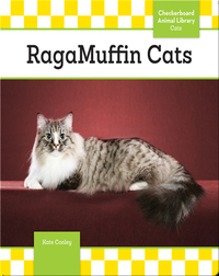 RagaMuffin Cats
