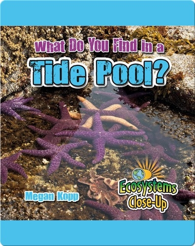 What Do You Find in a Tide Pool?