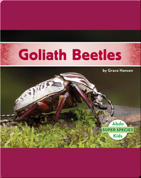 Goliath Beetles