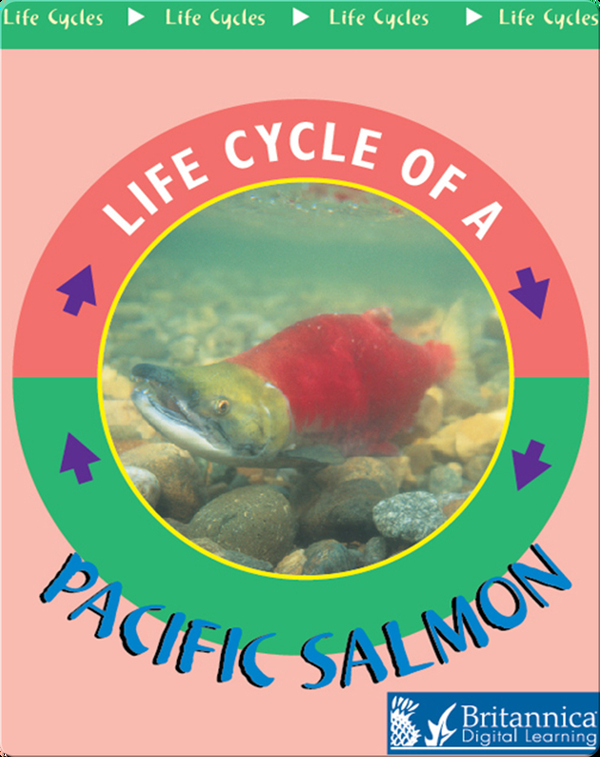 Life Cycle of a Pacific Salmon