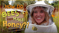 How do Bees make Honey? | Beekeeping with Maddie