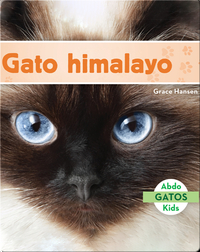 Gato himalayo