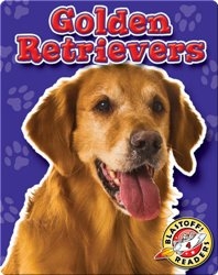 Golden Retrievers: Dog Breeds