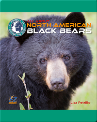 All About North American Black Bears
