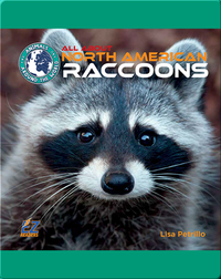 All About North American Raccoons