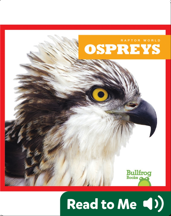 Raptor World: Ospreys