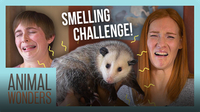 Guess That Animal By Smell Challenge!