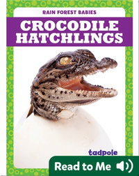 Rain Forest Babies: Crocodile Hatchlings