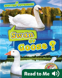 Spotting Differences: Swan or Goose?